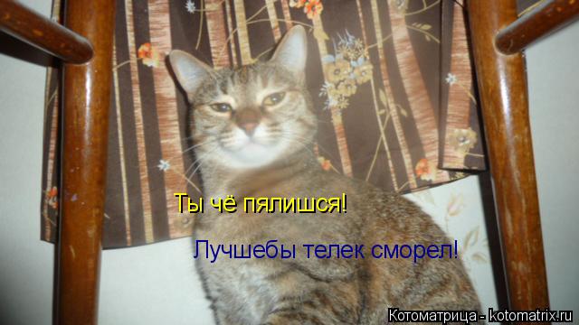 Котоматрица: Ты чё пялишся! Лучшебы телек сморел!