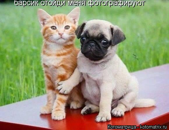 Котоматрица: барсик отойди меня фотографируют