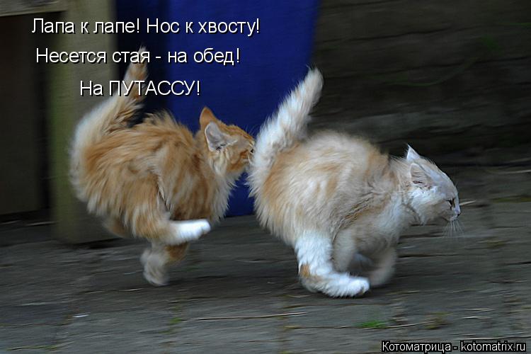 Котоматрица: Лапа к лапе! Нос к хвосту! Несется стая - на обед! На ПУТАССУ!