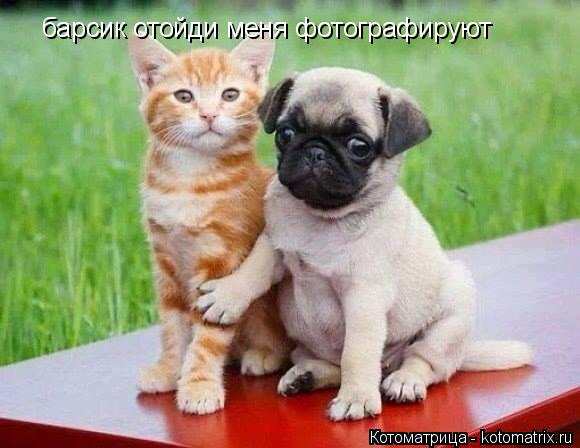Котоматрица: барсик отойди меня фотографируют