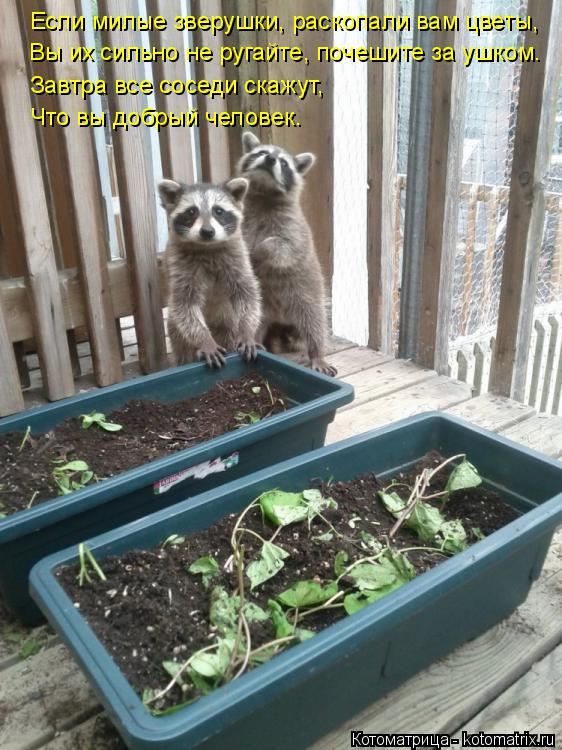 Котоматрица: Если милые зверушки, раскопали вам цветы, Вы их сильно не ругайте, почешите за ушком. Завтра все соседи скажут,  Что вы добрый человек.