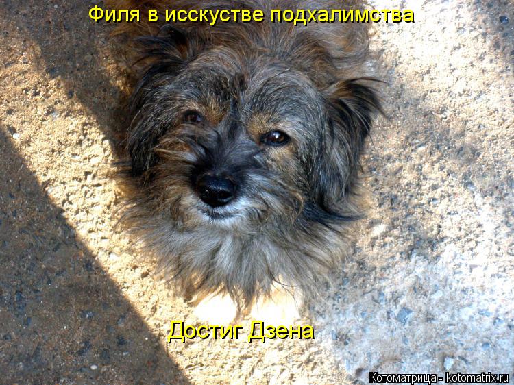 Котоматрица: Филя в исскустве подхалимства  Достиг Дзена