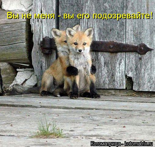 Котоматрица: Вы не меня - вы его подозревайте!