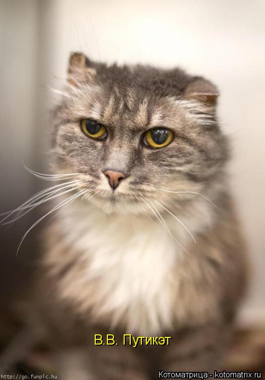 Котоматрица: В.В. Путикэт