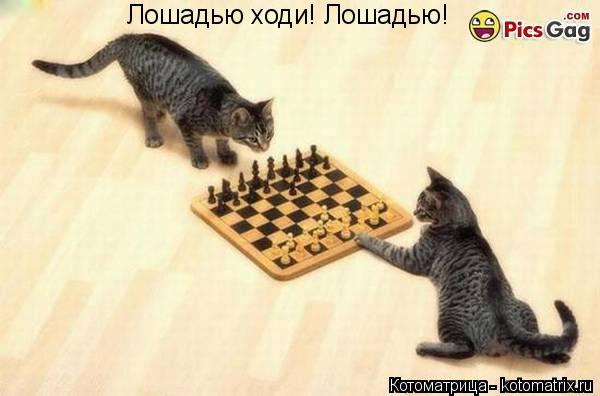 Котоматрица: Лошадью ходи! Лошадью!