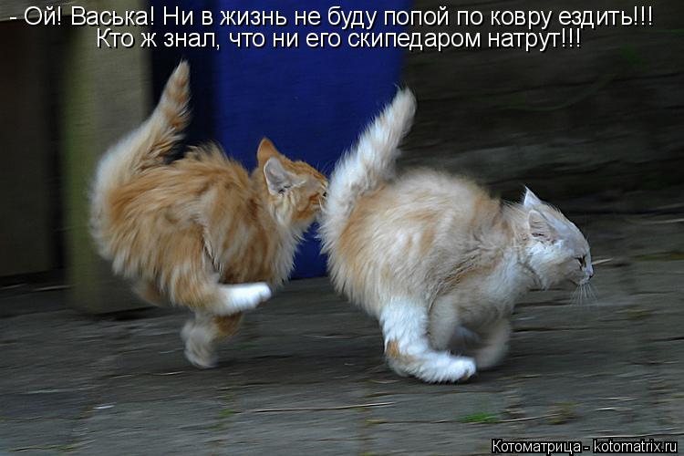Котоматрица: - Ой! Васька! Ни в жизнь не буду попой по ковру ездить!!! Кто ж знал, что ни его скипедаром натрут!!!