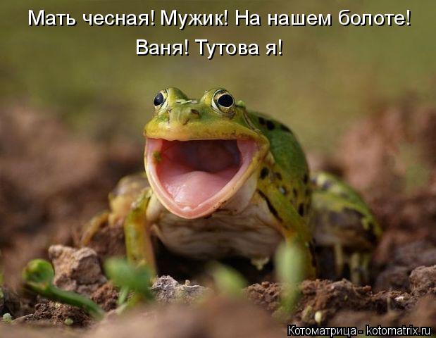 Котоматрица: Мать чесная! Мужик! На нашем болоте! Ваня! Тутова я!
