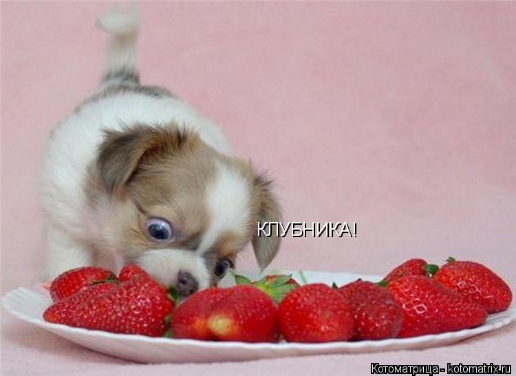 Котоматрица: КЛУБНИКА!