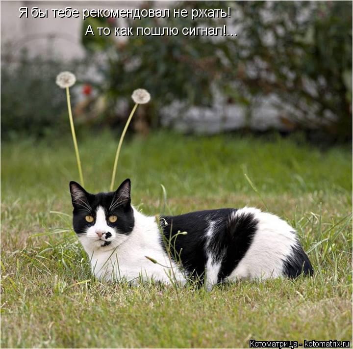 Котоматрица: Я бы тебе рекомендовал не ржать! А то как пошлю сигнал!...
