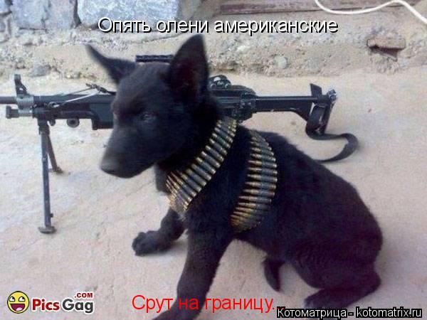Опять олени американские Срут на границу...... Котоматрица: Опять олени американские Срут на границу...