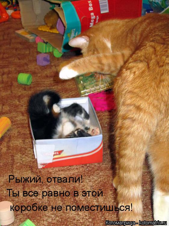 Котоматрица: Рыжий, отвали! Ты все равно в этой  коробке не поместишься!
