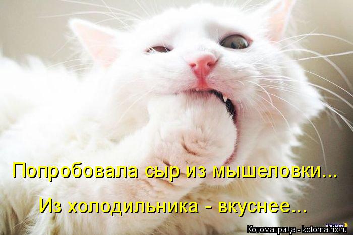 Котоматрица: Попробовала сыр из мышеловки...  Из холодильника - вкуснее...
