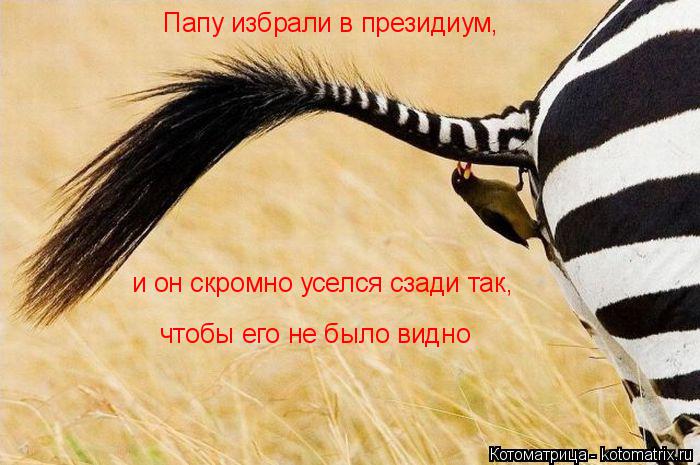 Котоматрица: Папу избрали в президиум, и он скромно уселся сзади так, чтобы его не было видно