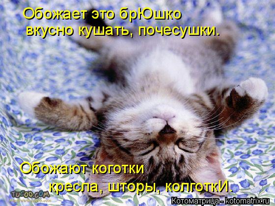 Котоматрица: Обожает это брЮшко вкусно кушать, почесушки. Обожают коготки кресла, шторы, колготкИ.