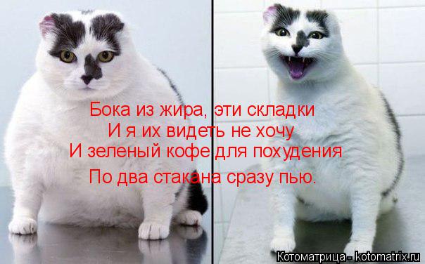 Котоматрица: Бока из жира, эти складки И я их видеть не хочу И зеленый кофе для похудения По два стакана сразу пью.