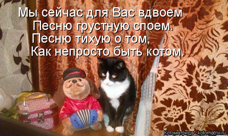 Котоматрица: Мы сейчас для Вас вдвоем Песню грустную споем. Песню тихую о том, Как непросто быть котом.