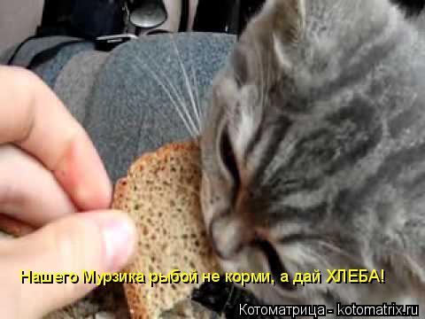 Котоматрица: Нашего Мурзика рыбой не корми, а дай ХЛЕБА!