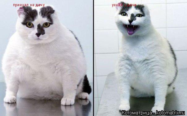 Котоматрица: приехал на дачу уехал с дачи