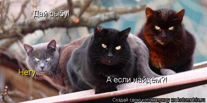 Котоматрица: Дай рыбу! Нету.... А если найдём?!