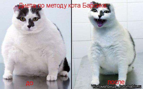 Котоматрица: Диета по методу кота Барсика: до после