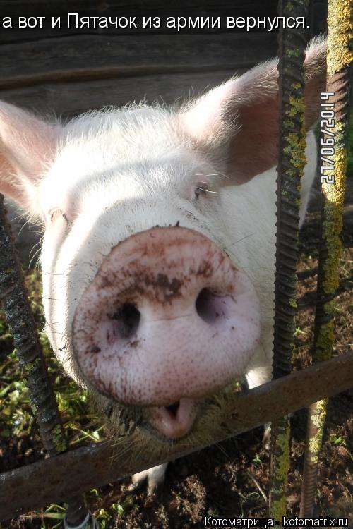 Котоматрица: а вот и Пятачок из армии вернулся.