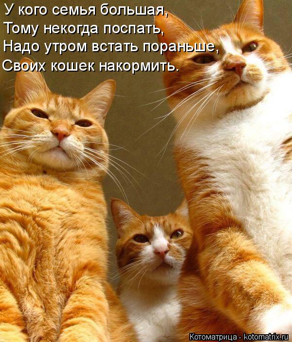 Котоматрица: У кого семья большая, Тому некогда поспать, Надо утром встать пораньше, Своих кошек накормить.