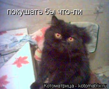 Котоматрица: покушать бы что-ли