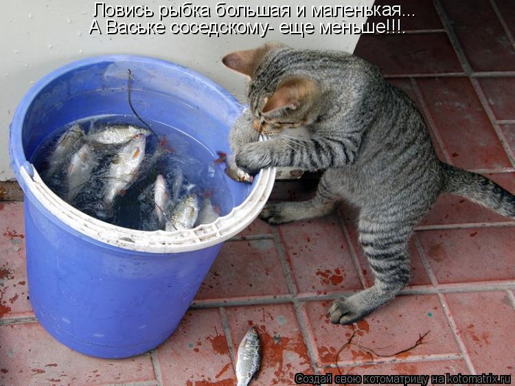 Котоматрица: Ловись рыбка большая и маленькая... А Ваське соседскому- еще меньше!!!.
