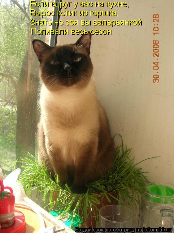 Котоматрица: Если вдруг у вас на кухне,  Вырос котик из горшка, Знать не зря вы валерьянкой Поливали весь сезон.