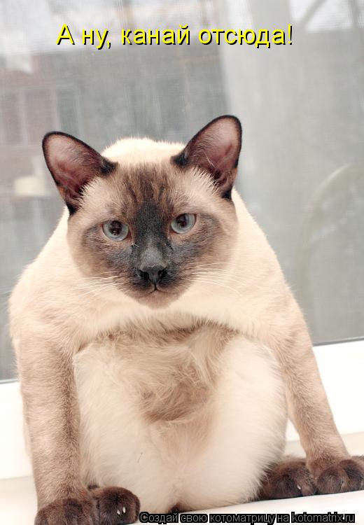 Котоматрица: А ну, канай отсюда!