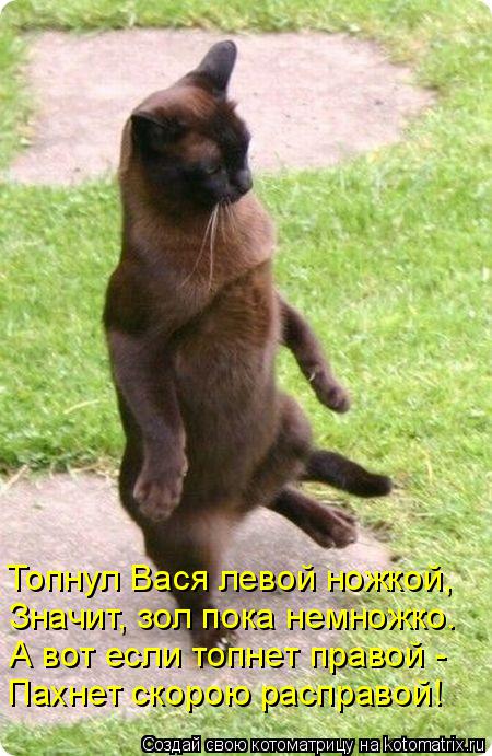 Котоматрица: Топнул Вася левой ножкой, Значит, зол пока немножко. А вот если топнет правой - Пахнет скорою расправой!