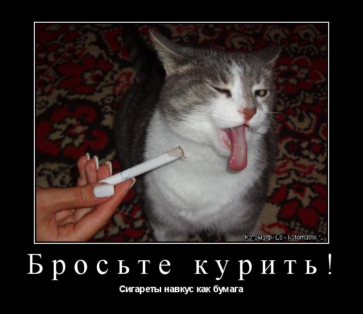 фрукты собрала запах курева для кота одиночество