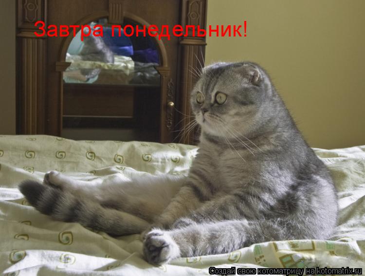 Котоматрица: Завтра понедельник!