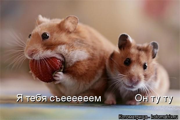 Котоматрица: Я тебя съеееееем            Он ту ту