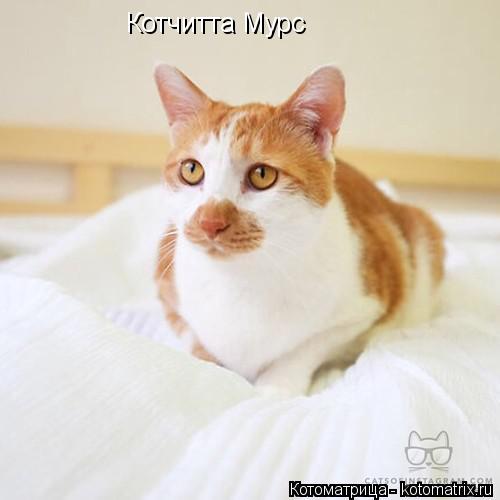 Котоматрица: Котчитта Мурс