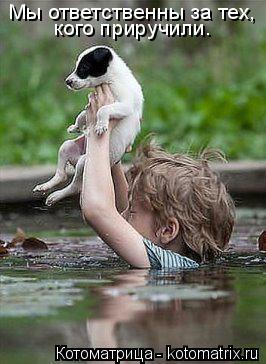 Котоматрица: кого приручили. Мы ответственны за тех,