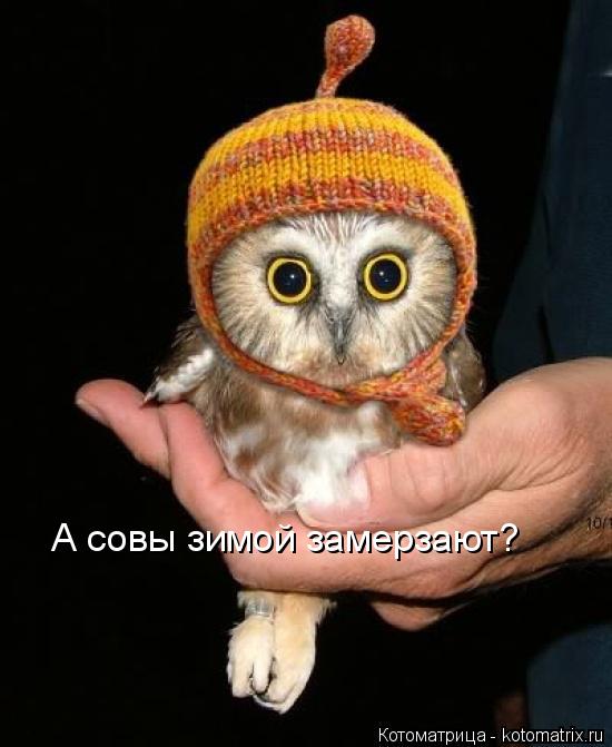 Котоматрица: А совы зимой замерзают?