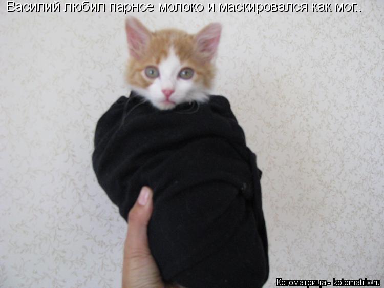 Котоматрица: Василий любил парное молоко и маскировался как мог..