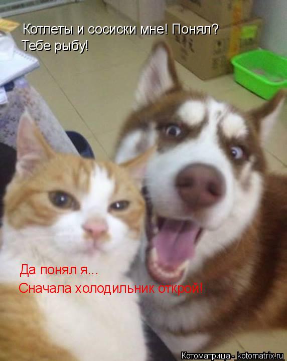 Котоматрица: Котлеты и сосиски мне! Понял? Тебе рыбу! Да понял я... Сначала холодильник открой!