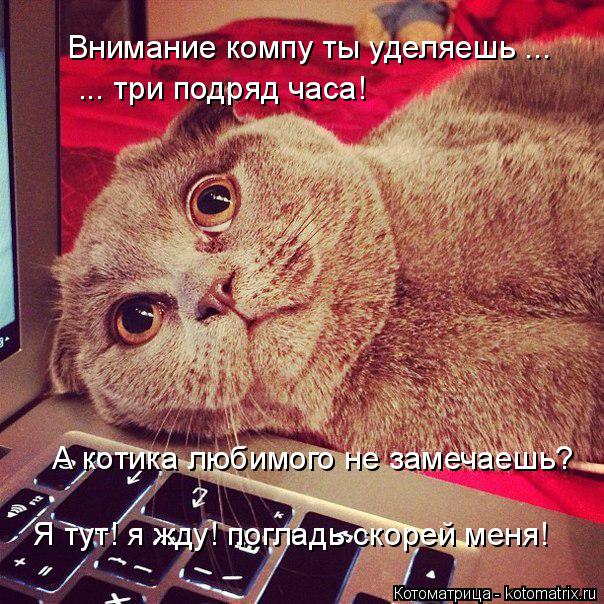 Котоматрица: Внимание компу ты уделяешь ... ... три подряд часа! А котика любимого не замечаешь? Я тут! я жду! погладь скорей меня!