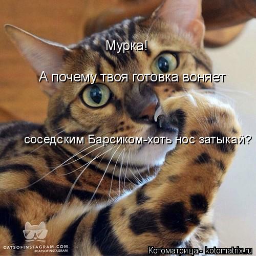 Котоматрица: Мурка! А почему твоя готовка воняет соседским Барсиком-хоть нос затыкай?