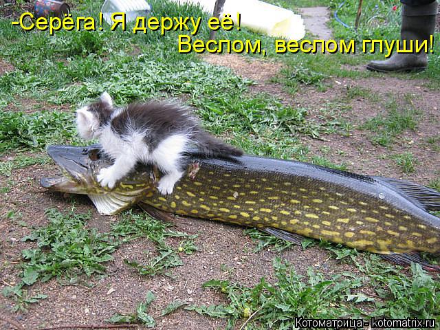 -Серёга! Я держу её! Веслом, веслом глуши!... Котоматрица: -Серёга! Я держу её! Веслом, веслом глуши!