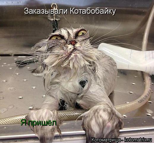 Котоматрица: Заказывали Котабобайку Я пришёл