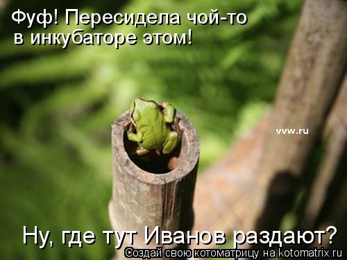 Фуф! Пересидела чой-то в инкубаторе этом! Ну, где тут Иванов раздают?... Котоматрица: Фуф! Пересидела чой-то в инкубаторе этом! Ну, где тут Иванов раздают?