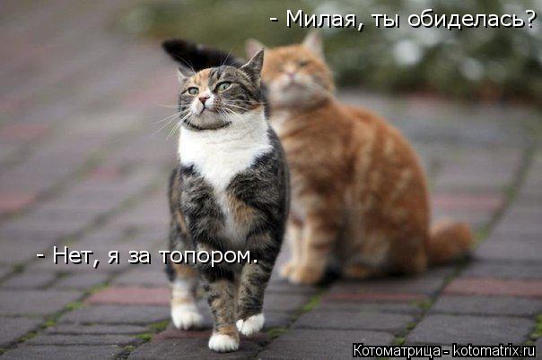 Котоматрица: - Милая, ты обиделась?  - Нет, я за топором.