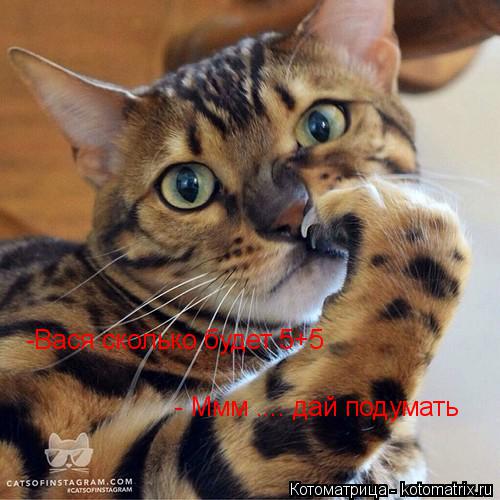 Котоматрица: -Вася сколько будет 5+5 - Ммм .... дай подумать