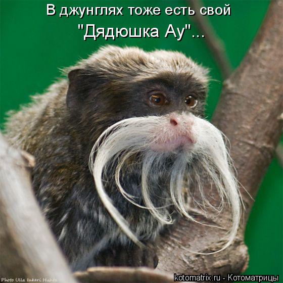 Котоматрица: В джунглях тоже есть свой "Дядюшка Ау"...