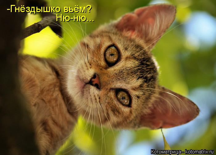 Котоматрица: Ню-ню... -Гнёздышко вьём?