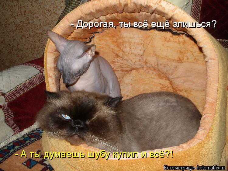 Котоматрица: - Дорогая, ты всё ещё злишься? - А ты думаешь шубу купил и всё?!