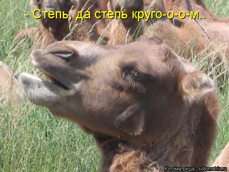 Котоматрица: - Степь, да степь круго-о-о-м..